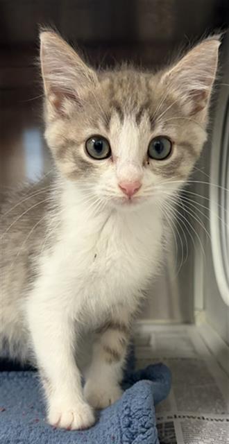 Adoptable Cat