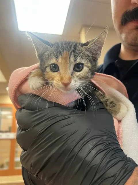 Clementine