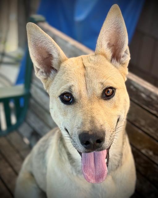 Dixie Pup