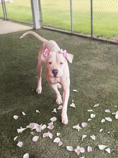 Opie