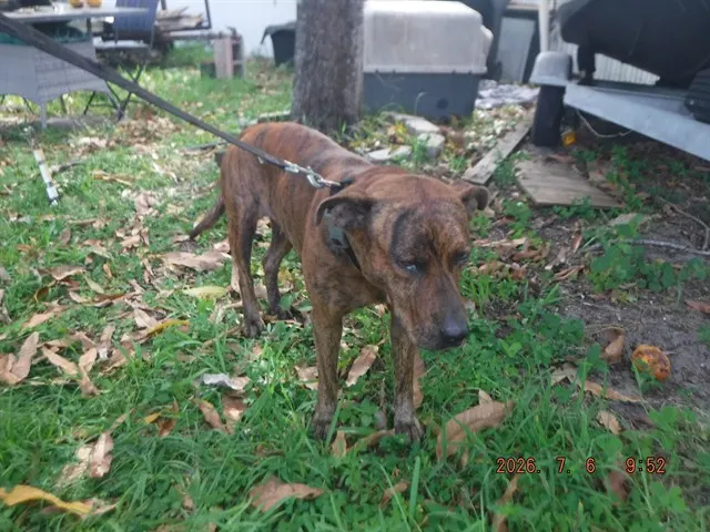 Cinnamon