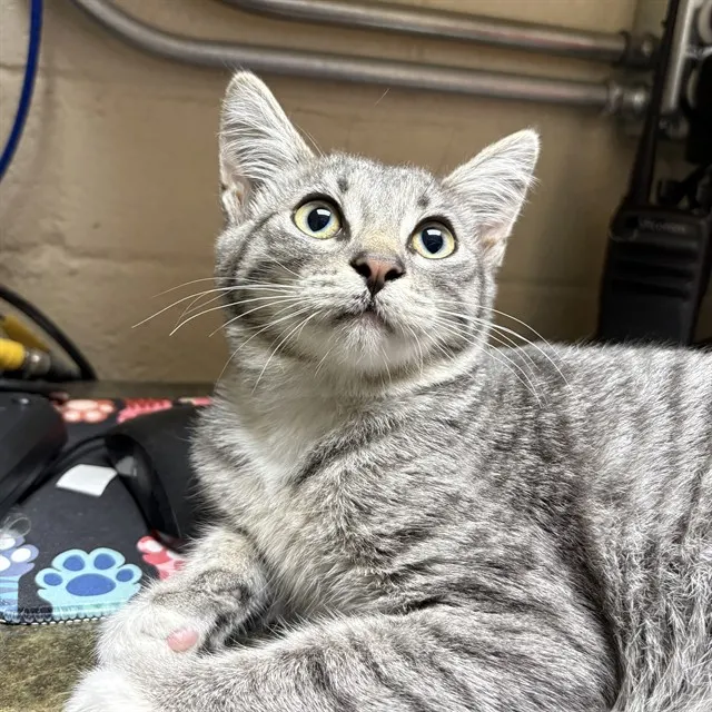 Adoptable Cat