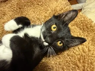 *Vader