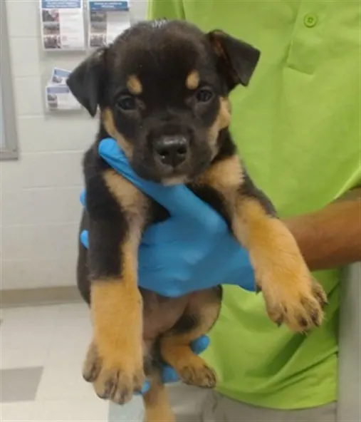 Adoptable Dog