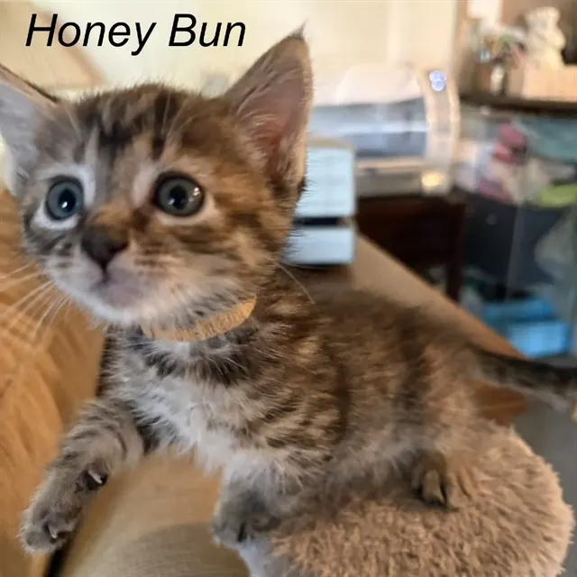 Honey Bun