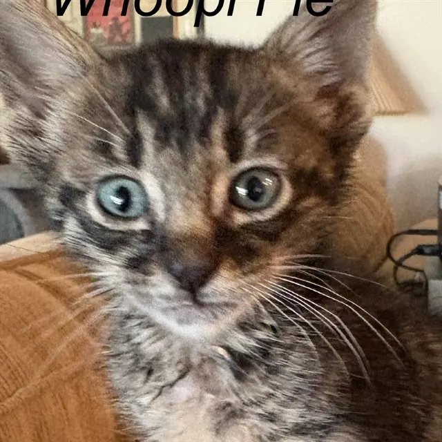 Whoopi