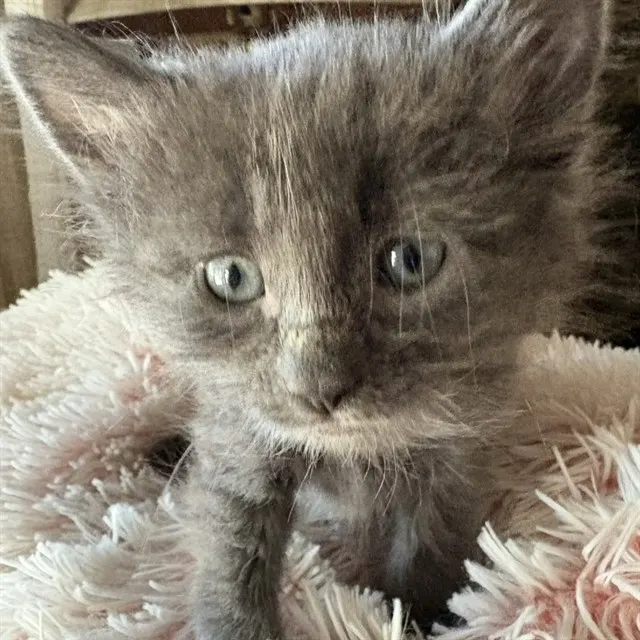 Biscotti