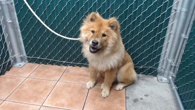 Adoptable Dog