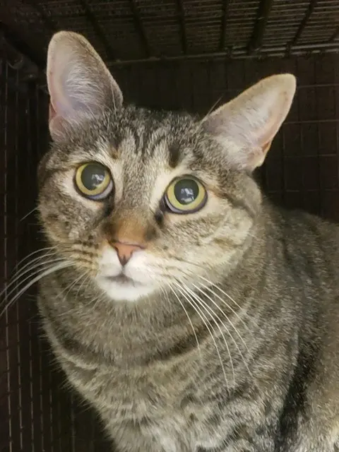 Biscuit Kitty