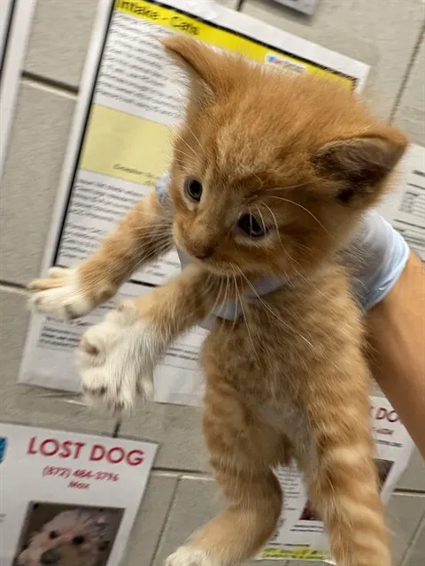 Adoptable Cat