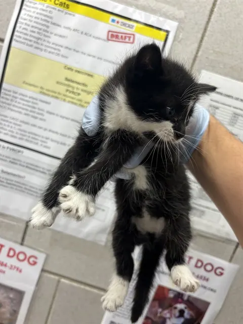 Adoptable Cat