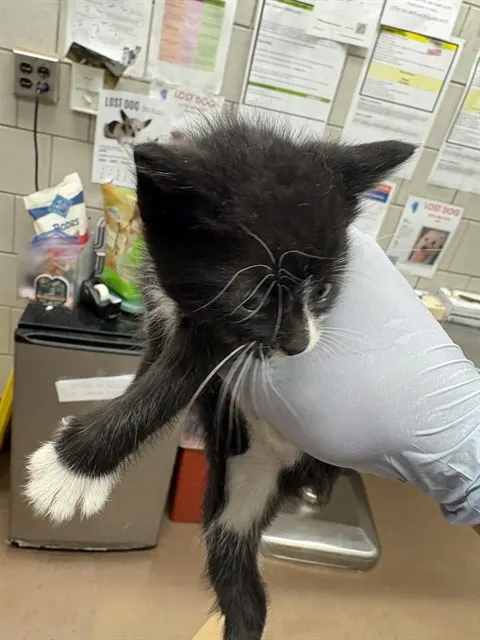 Adoptable Cat