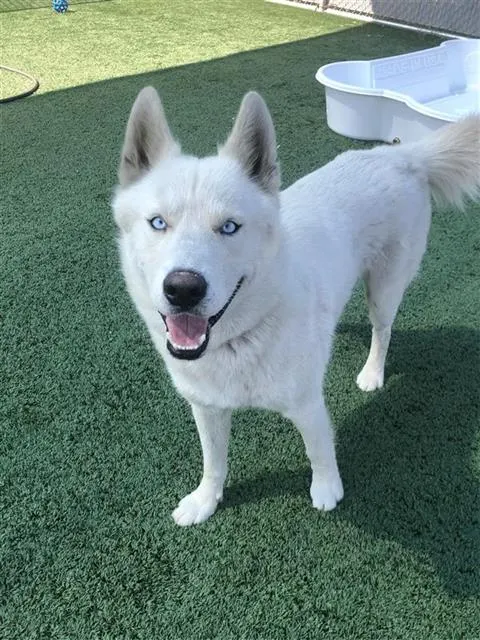 Adoptable Dog
