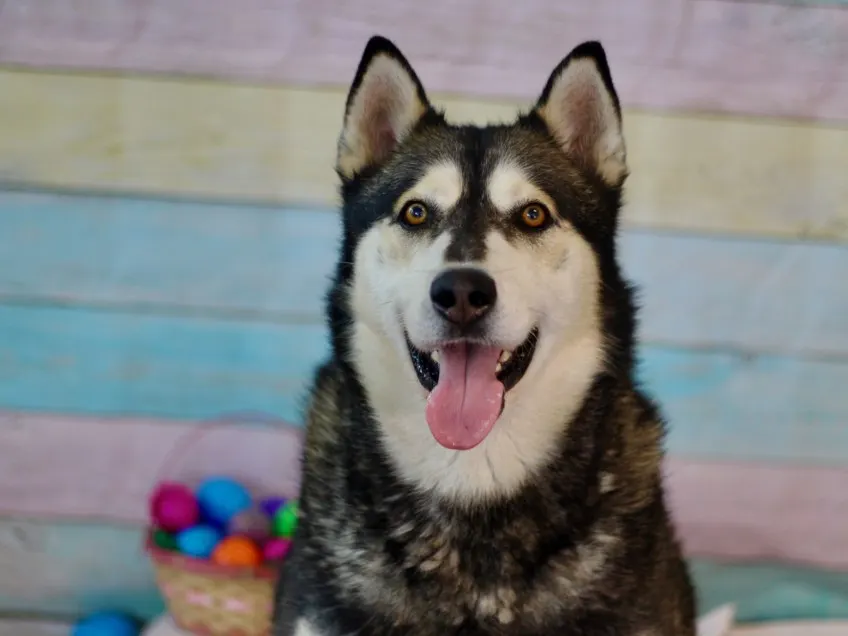 Apollo