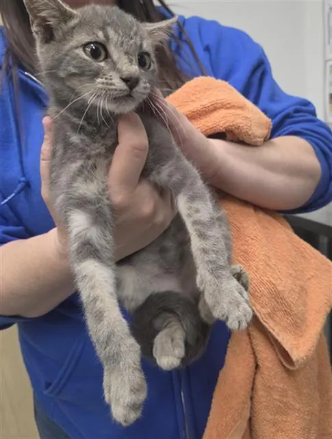 Adoptable Cat