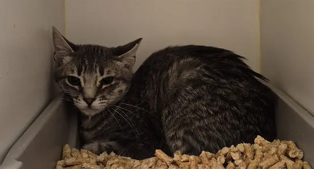 Harper-Feral