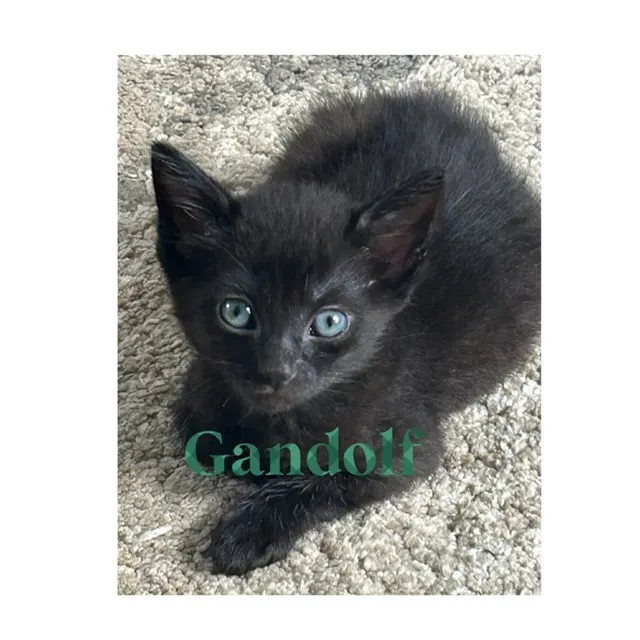 Gandalf