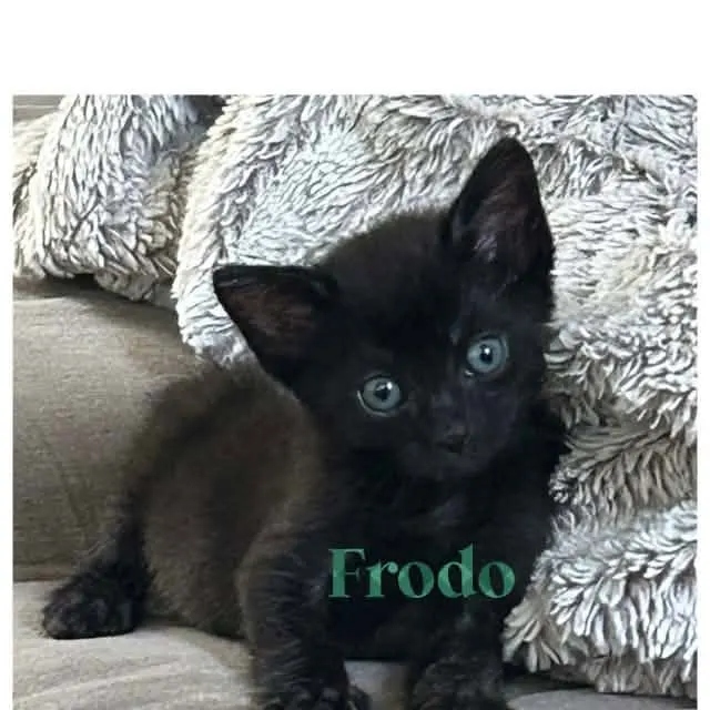 Frodo