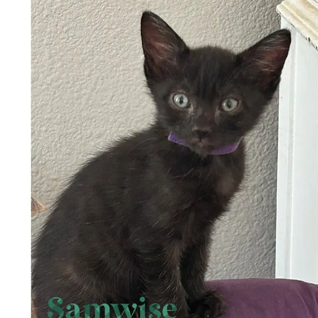 Samwise