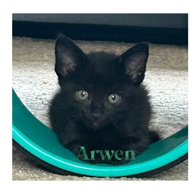 Arwen