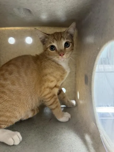 Adoptable Cat