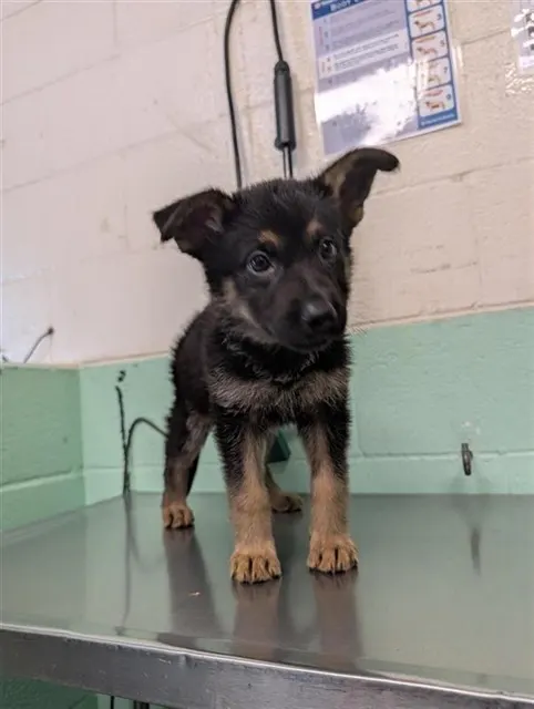 Adoptable Dog