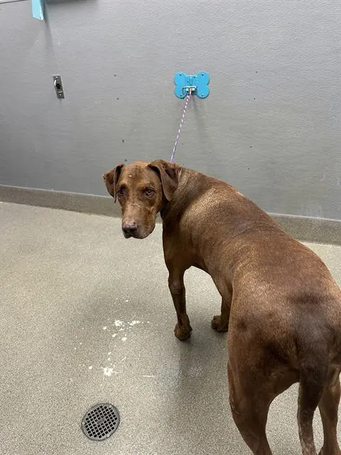 Goliath