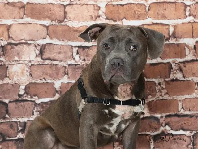 Franklin