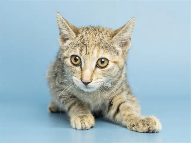 Tigerlily