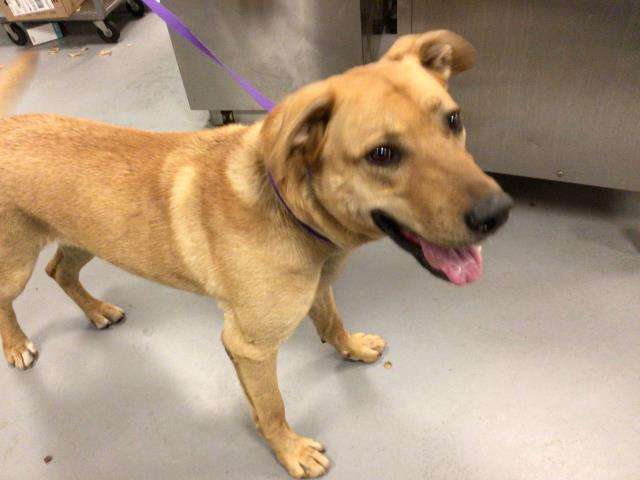 Adoptable Dog