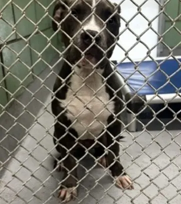 Baloo