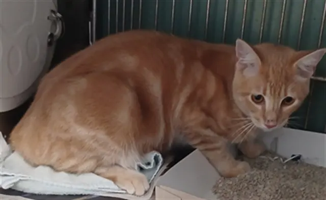 Garfield