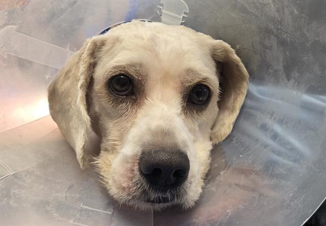 Adoptable Dog