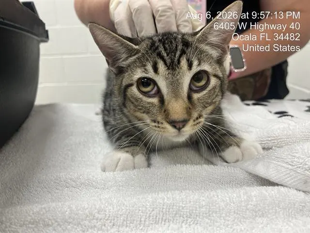 Adoptable Cat