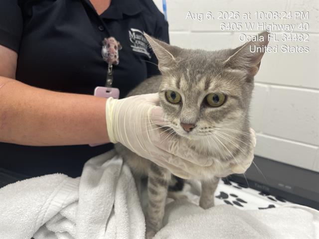 Adoptable Cat