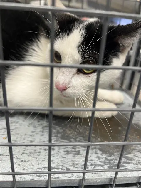 *Sabil