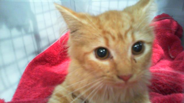 Adoptable Cat