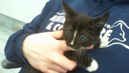 Adoptable Cat