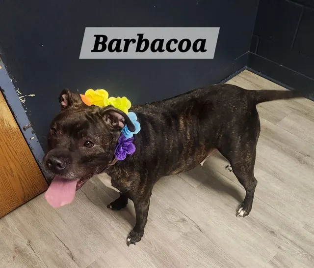 Barbacoa