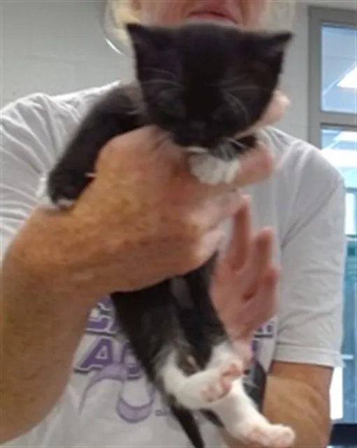 Adoptable Cat