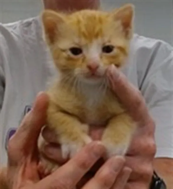 Adoptable Cat
