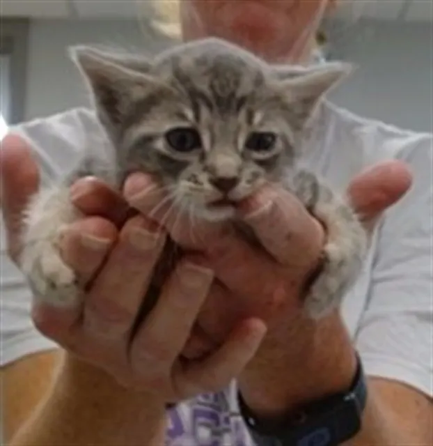 Adoptable Cat