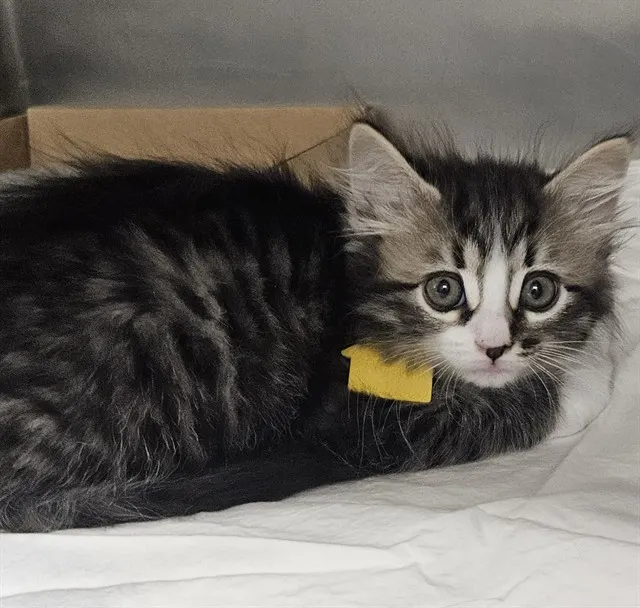 Merlin