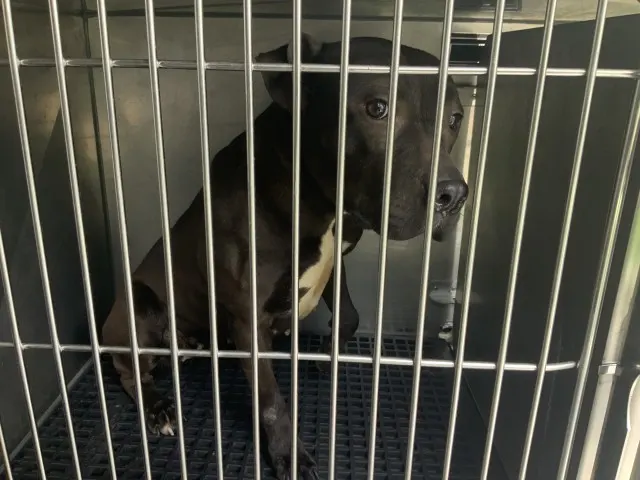 Adoptable Dog