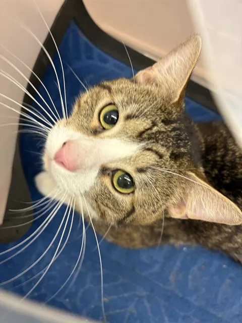 Adoptable Cat