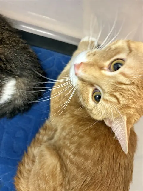 Adoptable Cat