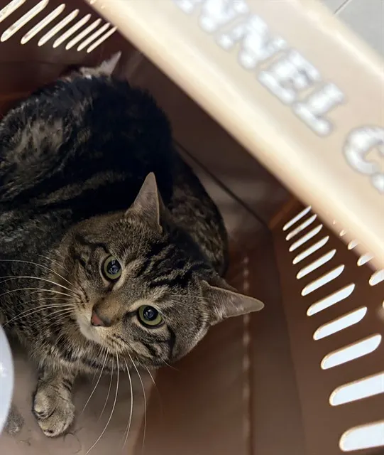 Adoptable Cat