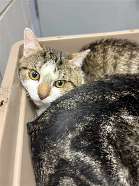 Adoptable Cat