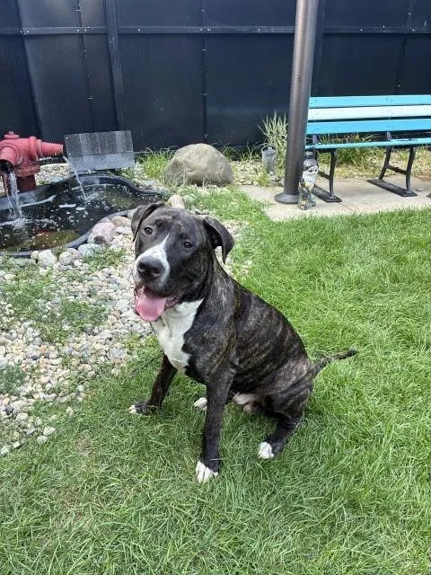 Adoptable Dog