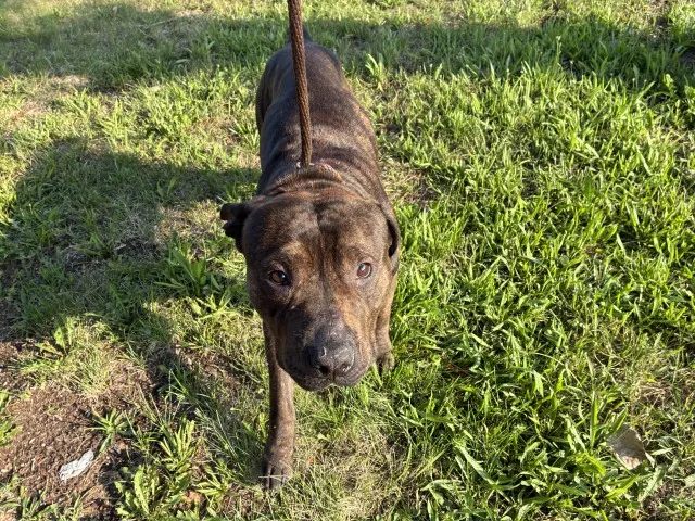 Adoptable Dog